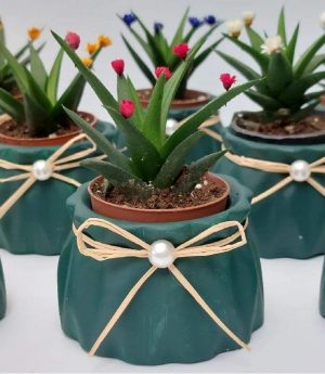 Подаръчен сукулент в бетонна саксия